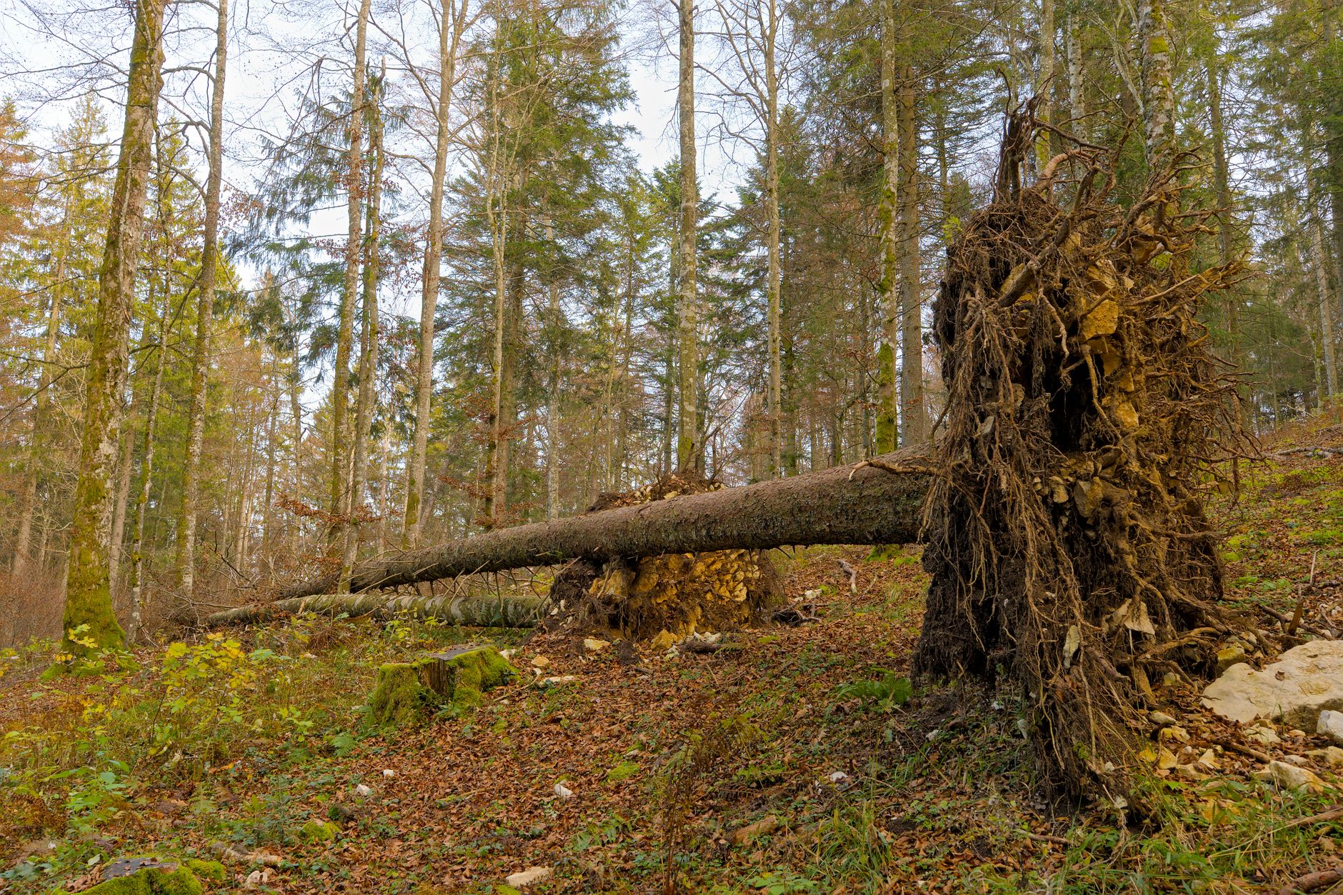 Enlèvement arbre urgence équipe à Pau
